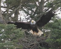 2-2-2014 male eagle pt edwards_9203.JPG