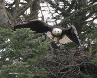 2-2-2014 male eagle pt edwards_9204.JPG