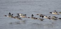 2-2-2014 Common Merganser_9139.JPG