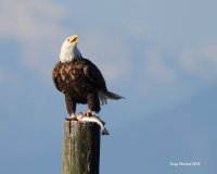 2-6-2014 adult edmonds marina beach_9401.JPG