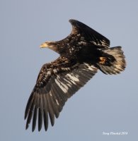 2-6-2014 juvie over marina breach_9438.JPG
