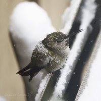 Catching snowflakes web.jpg