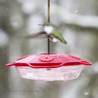 At the feeder.jpg
