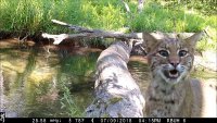 Log-Bridge-video_0.jpg