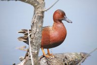 IMG_0039.JPG