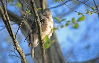IMG_0038.JPG