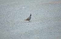IMG_0146.JPG