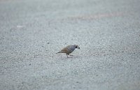 IMG_0148.JPG