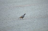 IMG_0152.JPG