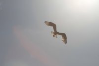 Union Bay Osprey 119.JPG