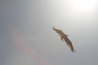 Union Bay Osprey 120.JPG