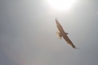 Union Bay Osprey 121.JPG