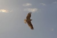 Union Bay Osprey 122.JPG