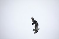 IMG_0080.JPG