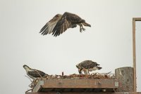 Osprey Family Flight Day Two 310.JPG