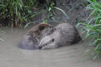 Beaver_1_061920.JPG