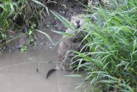 Beaver_2_061920.JPG