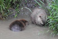 Beaver_4_061920.JPG