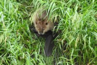 Beaver_5_061920.JPG