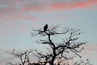 Skagit Short Ear Owl 001.JPG