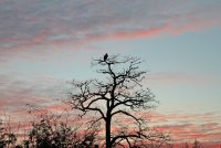 Skagit Short Ear Owl 002.JPG