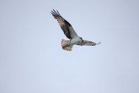 IMG_0198.JPG