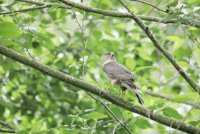 IMG_0009.JPG