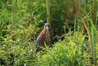 Union Bay Green Heron 147.JPG