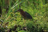Union Bay Green Heron 164.JPG