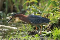 Union Bay Green Heron 170.JPG