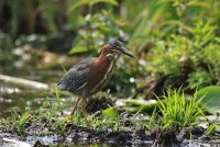 Union Bay Green Heron 178.JPG