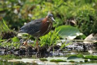 Union Bay Green Heron 181.JPG