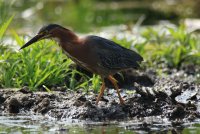 Union Bay Green Heron 209.JPG