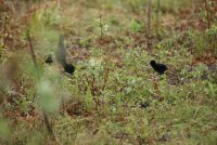 IMG_0106.JPG