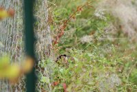 IMG_0084.JPG