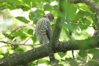 IMG_0061.JPG