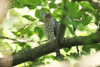 IMG_0091.JPG