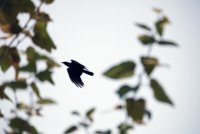 IMG_0005.JPG