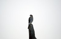 IMG_0026.JPG