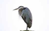 IMG_0055.JPG
