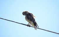 IMG_0527.JPG