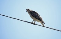IMG_0545.JPG