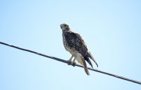 IMG_0516.JPG