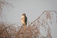 IMG_0134.JPG