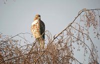 IMG_0135.JPG