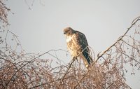IMG_0136.JPG