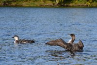 Loon_1_091320.JPG