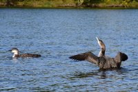 Loon_2_091320.JPG