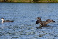 Loon_3_091320.JPG