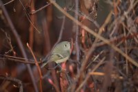 IMG_0009.JPG